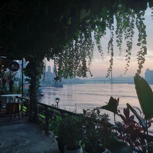 巴西大码纹大屁股的起源和历史
